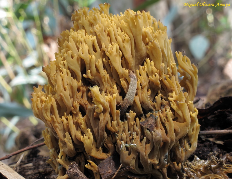 Ramaria en eucalipto 1.JPG