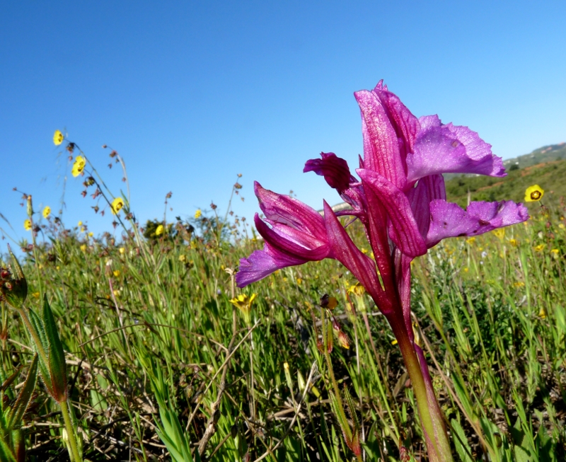 Orchis_papilonacea1_red.jpg