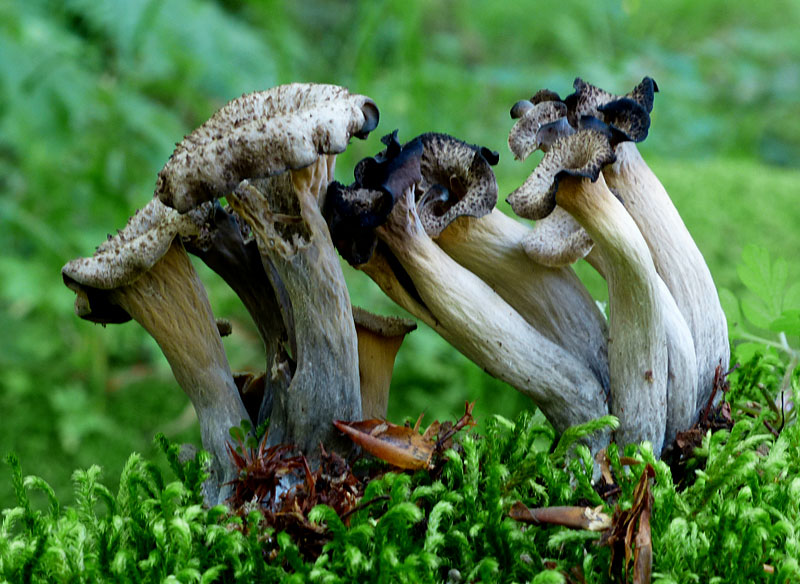 Craterellus cornucopioides 647.jpg