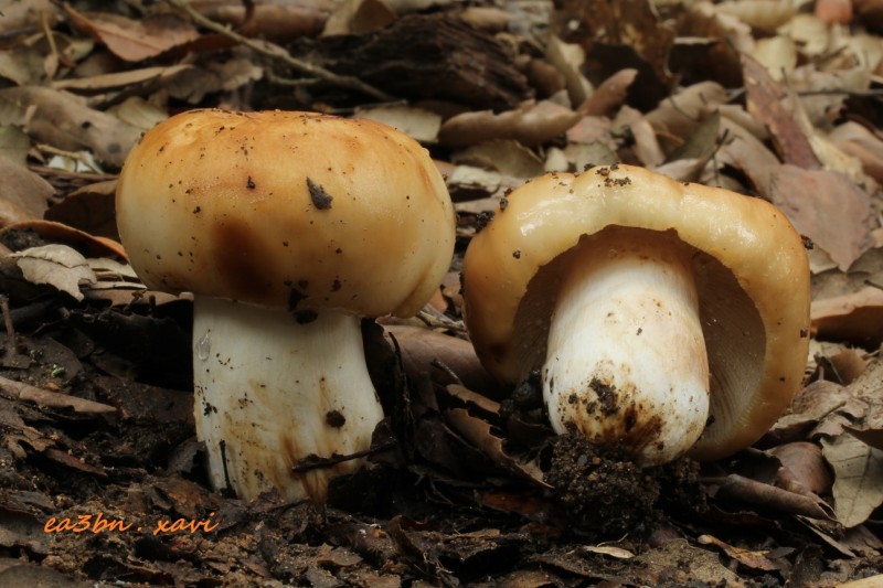 IMG_9526russula foetens.jpg