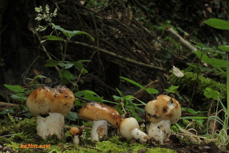 IMG_9410Russula foetens.jpg