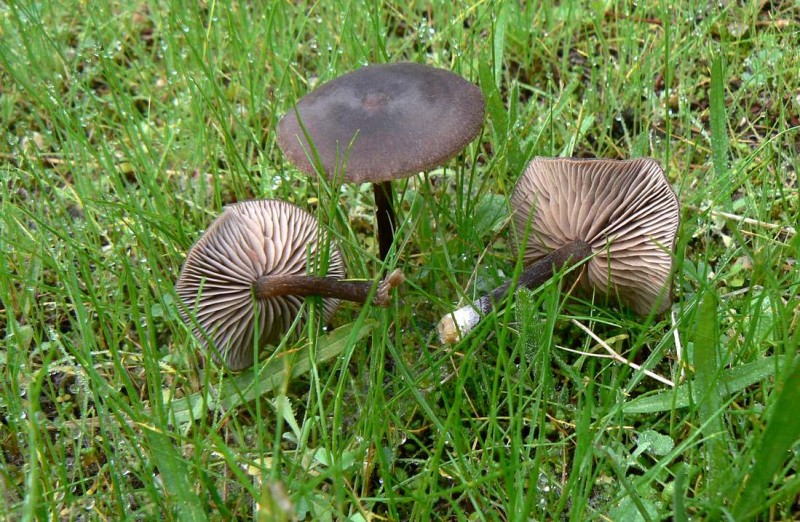 Entoloma sericeum Rh91.jpg