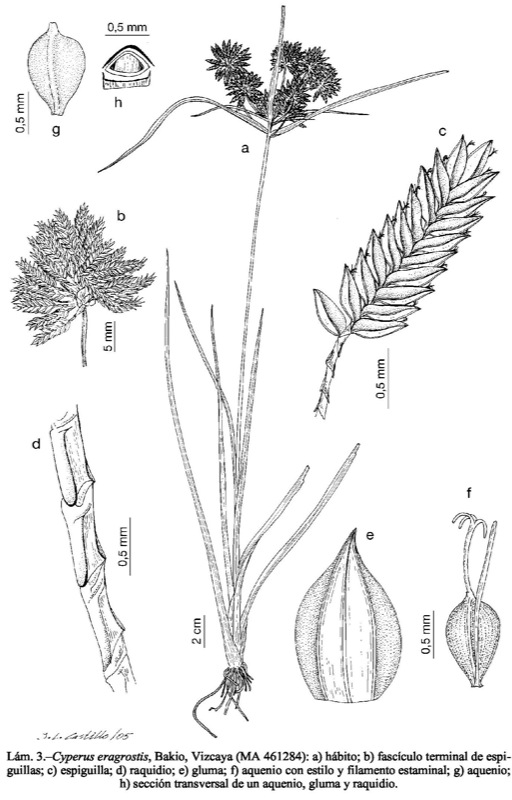 Flora Vascular - Toda la informaci�n detallada sobre la Flora Vascular | -  Familia: Cyperaceae | BioScripts.net