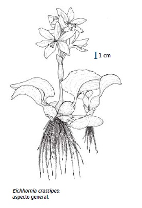 Flora Vascular - Toda la informaci�n detallada sobre la Flora Vascular | -  Especie: Eichhornia crassipes 